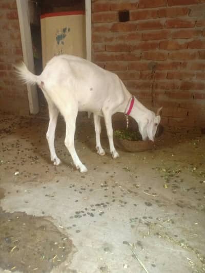 bakri / makhi cheeni bakri / teddy bakri / teddy bakra / Gulabi bakri