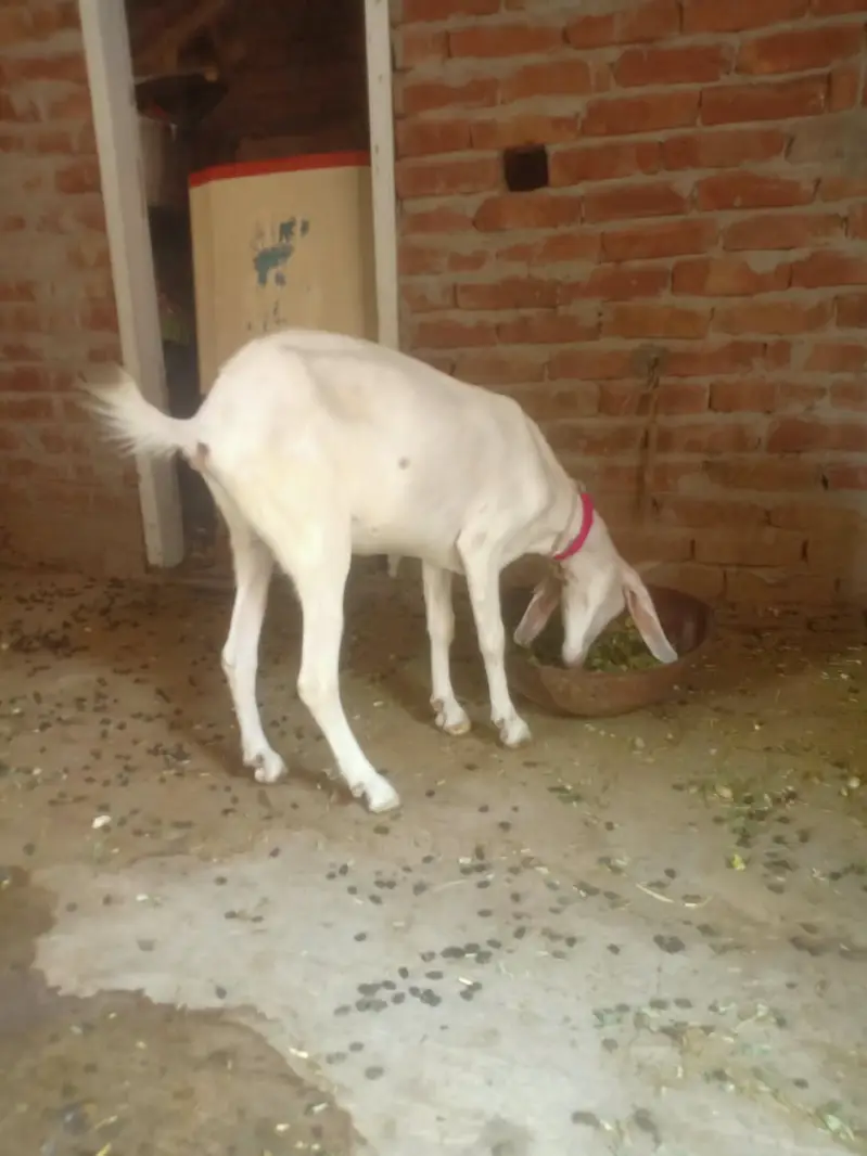 bakri / makhi cheeni bakri / teddy bakri / teddy bakra / Gulabi bakri — photo 2