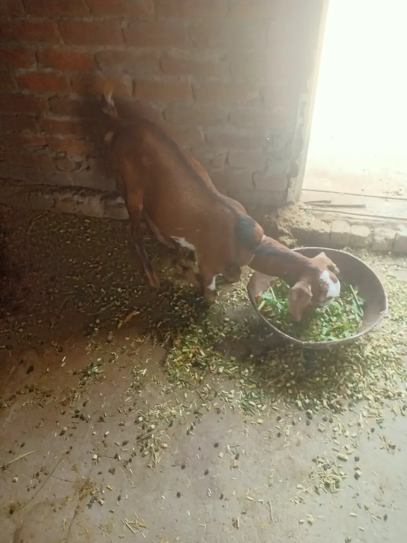 bakri / makhi cheeni bakri / teddy bakri / teddy bakra / Gulabi bakri — photo 3