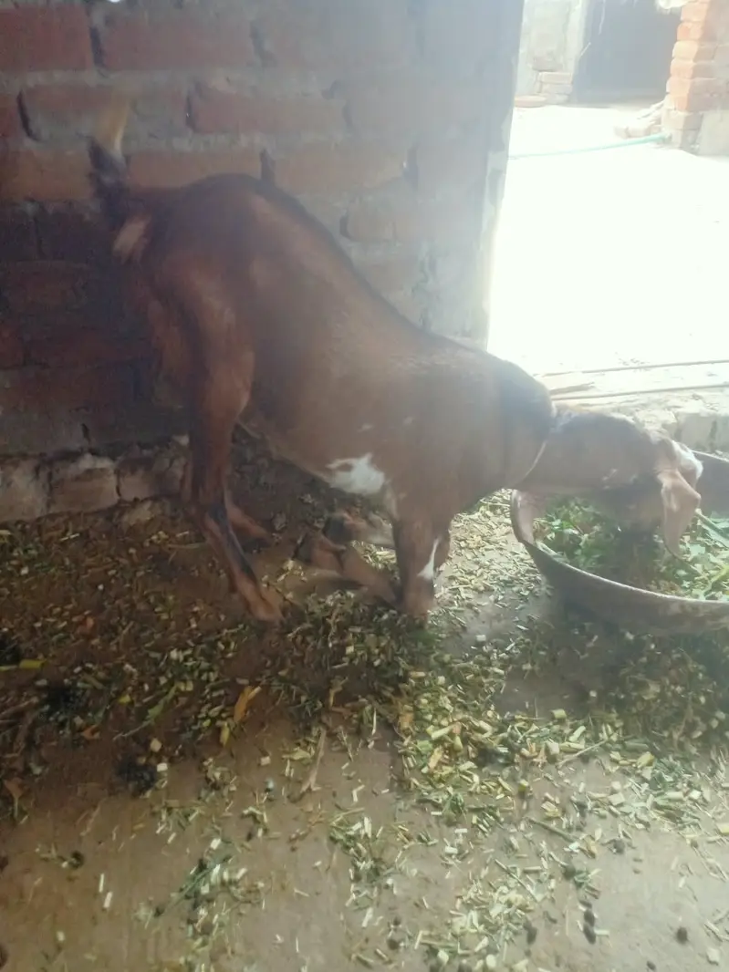 bakri / makhi cheeni bakri / teddy bakri / teddy bakra / Gulabi bakri — photo 4