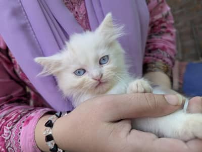 Persian Cat