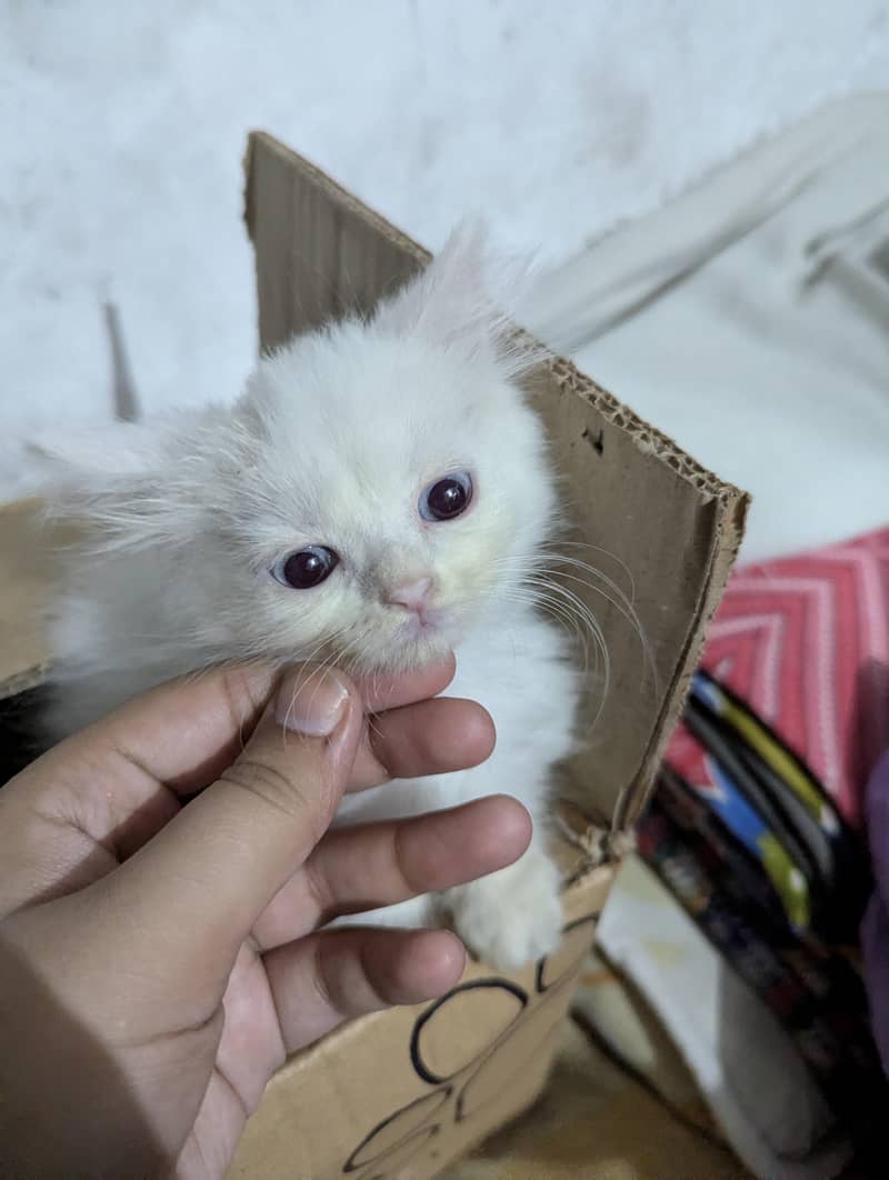 Persian Cat 1