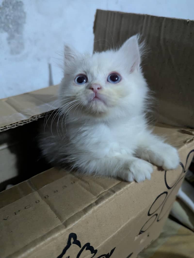 Persian Cat 2