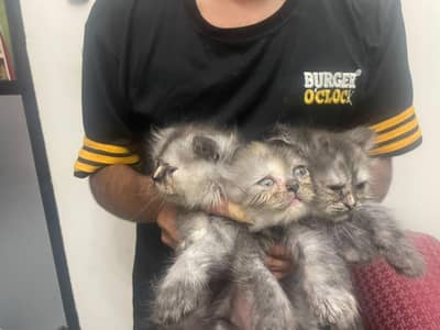 urgent sale female kitten