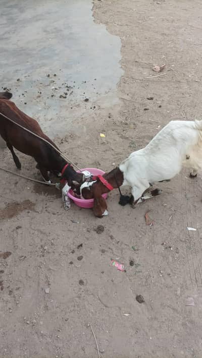 2 Bakra he