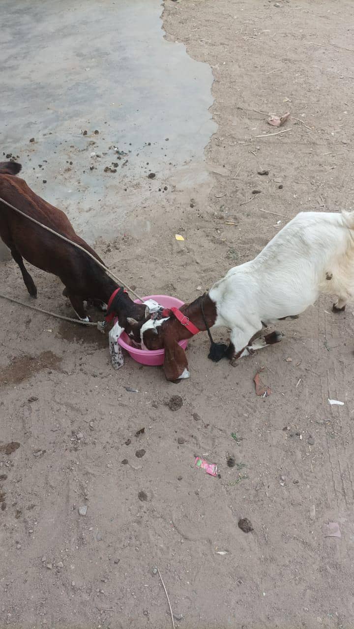 2 Bakra he 0