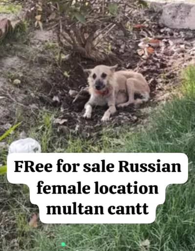 Russian female 1 year age ghr ki bread hai
