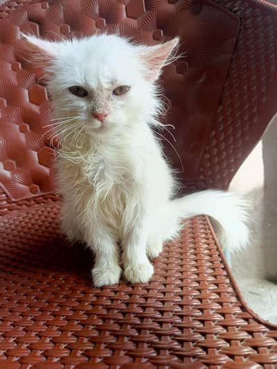 • Cute and Active 6-Month-Old Kitten Looking for a Loving Family