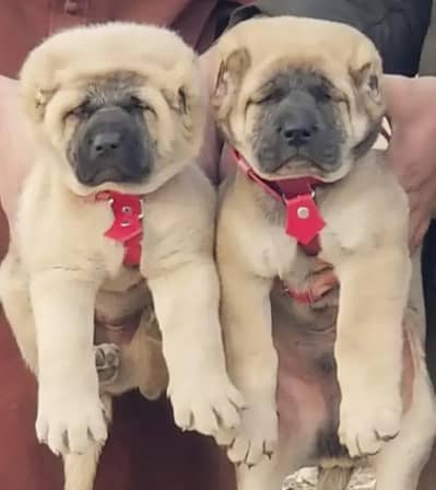 king Turkish kangal pair dabal Hadi Havey bone structure security