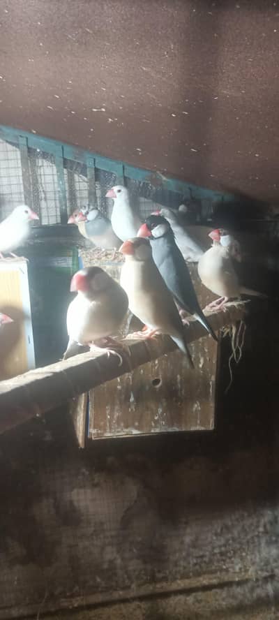 jawa brids