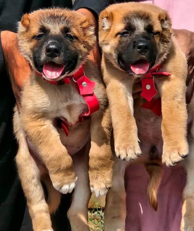 Pure Turkish Kangal Pair | Double Heavy Bone Structure Security Dogs