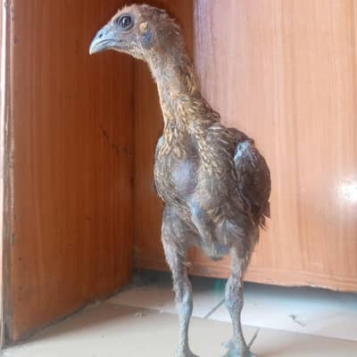 egg laying hen aseel chza avalaible read discription exchange possible