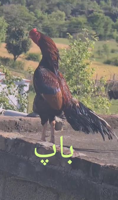 پرو مکس کوالٹی کی بریڈ اویلیبل ہے