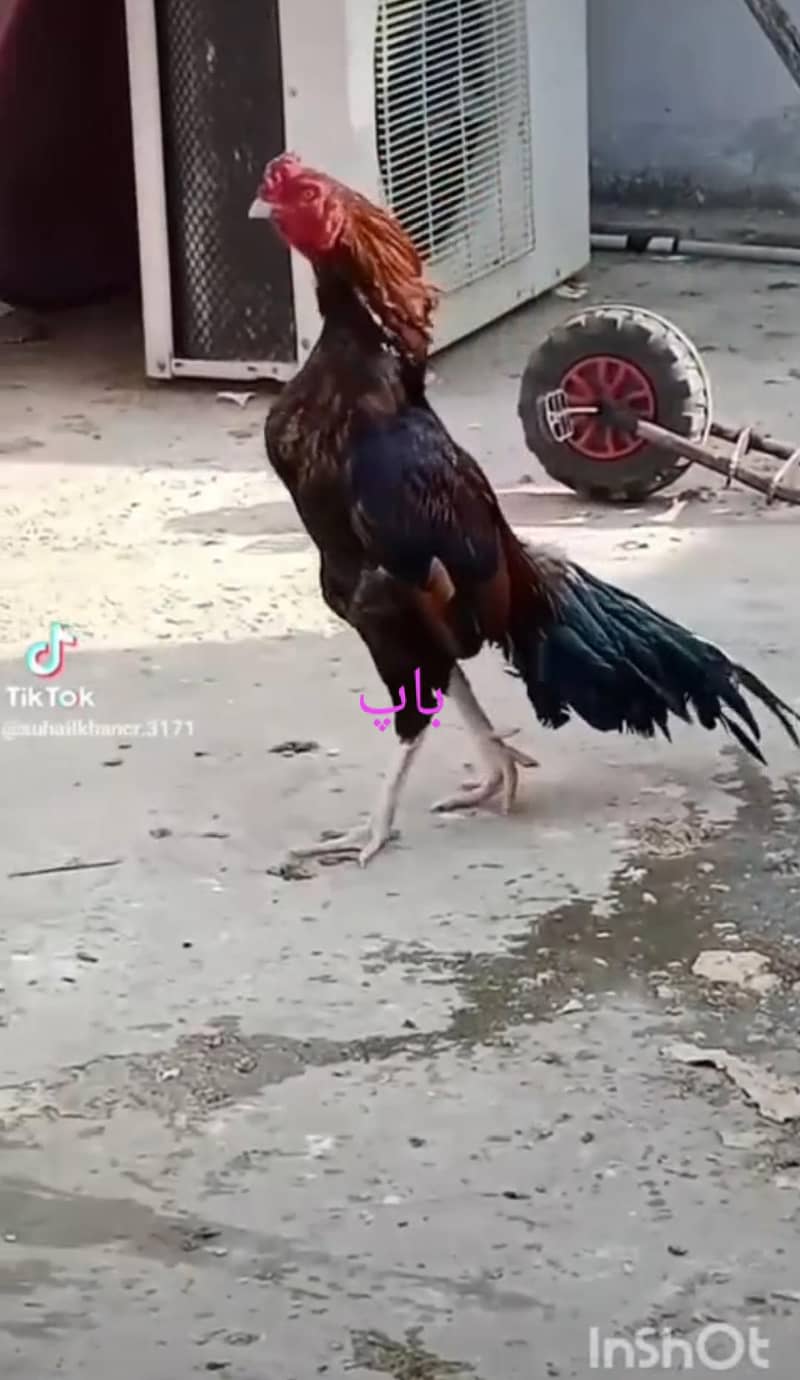 پرو مکس کوالٹی کی بریڈ اویلیبل ہے 1