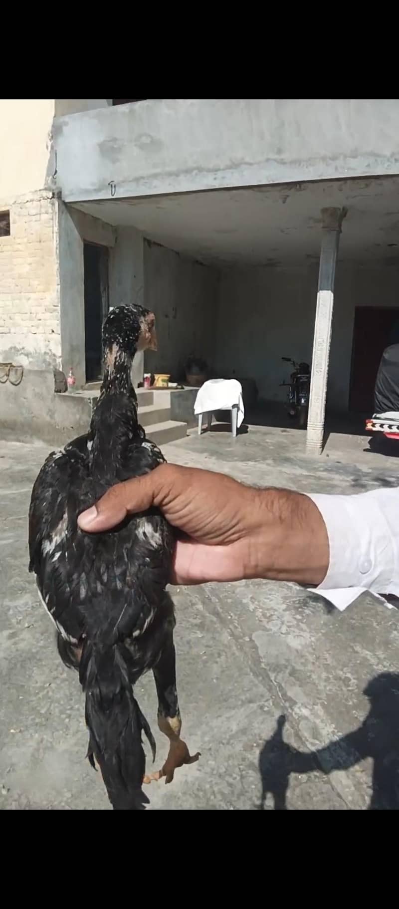 پرو مکس کوالٹی کی بریڈ اویلیبل ہے 3