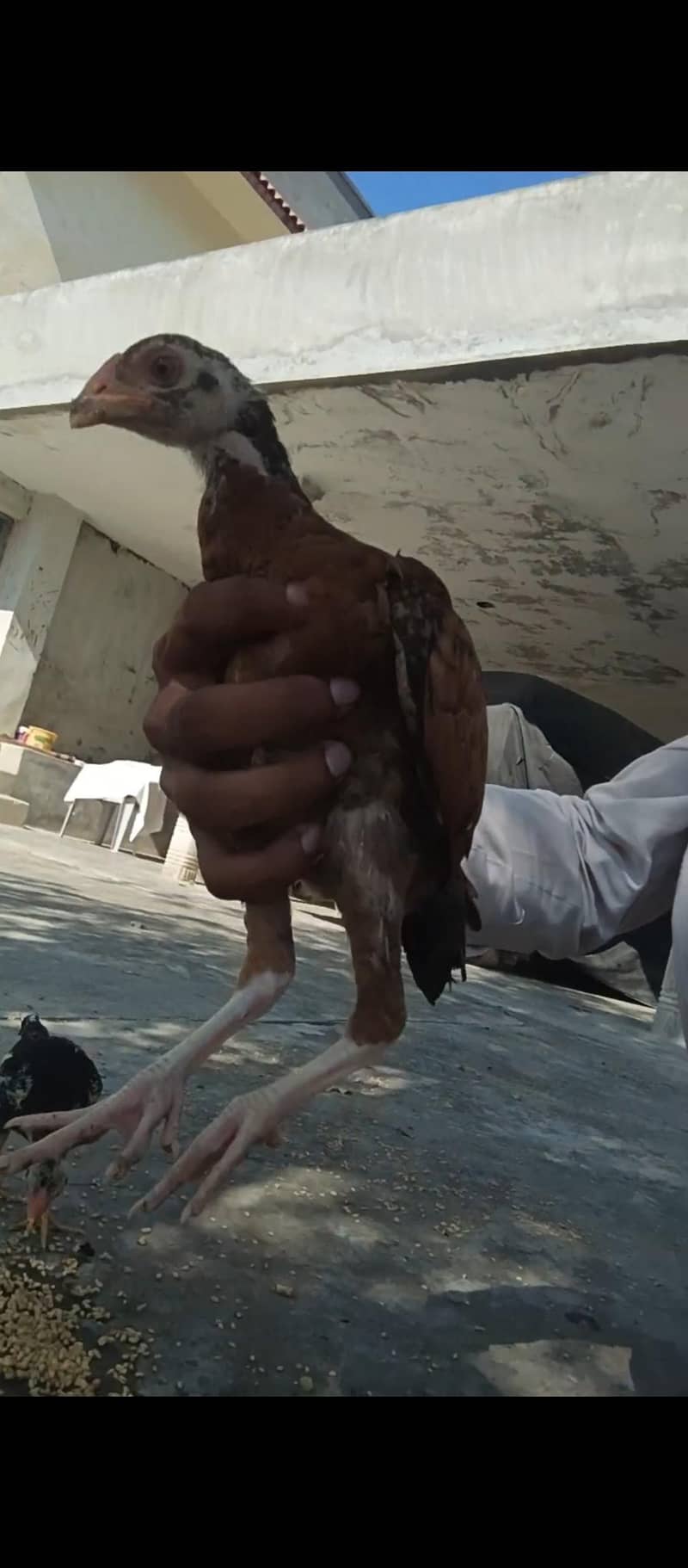 پرو مکس کوالٹی کی بریڈ اویلیبل ہے 4