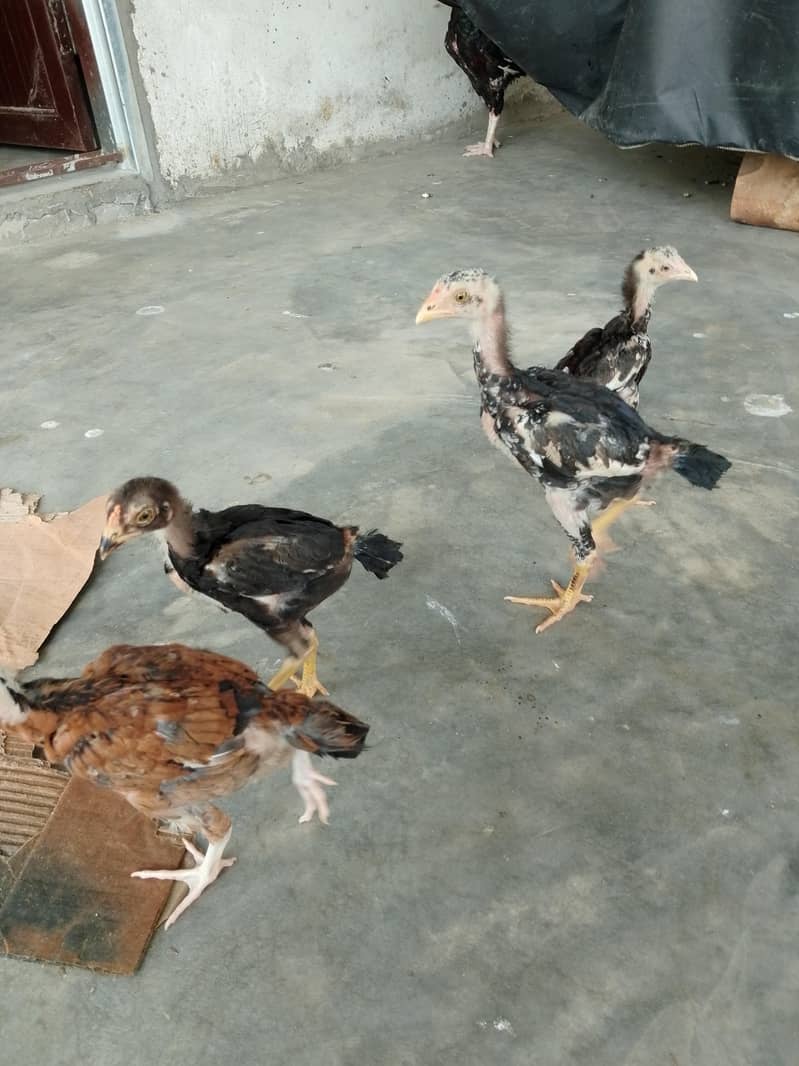 پرو مکس کوالٹی کی بریڈ اویلیبل ہے 6