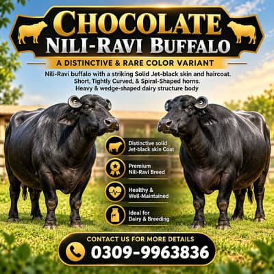Chocolate Nili Ravi Buffalo available For Sale , 6 Years Old Buffalo