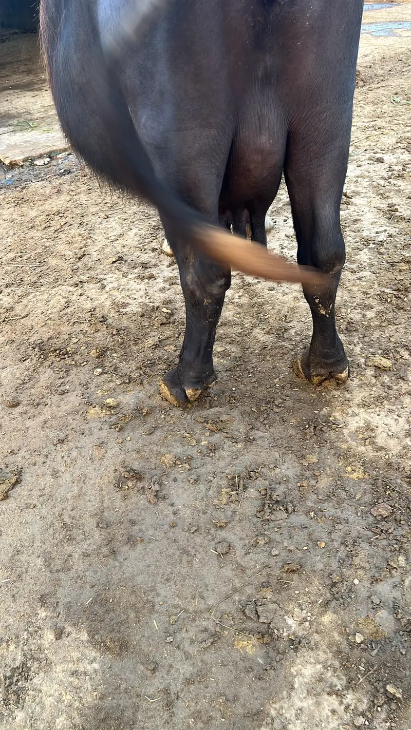 Chocolate Nili Ravi Buffalo available For Sale , 6 Years Old Buffalo — photo 2