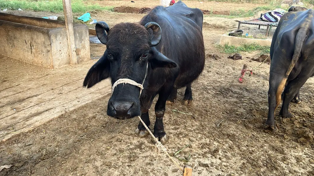 Chocolate Nili Ravi Buffalo available For Sale , 6 Years Old Buffalo — photo 4