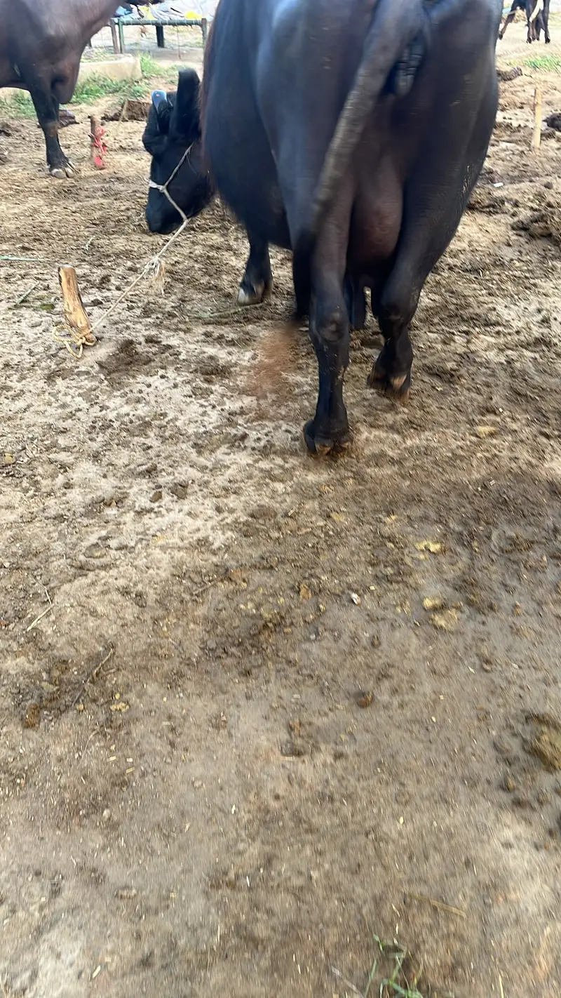 Chocolate Nili Ravi Buffalo available For Sale , 6 Years Old Buffalo — photo 5