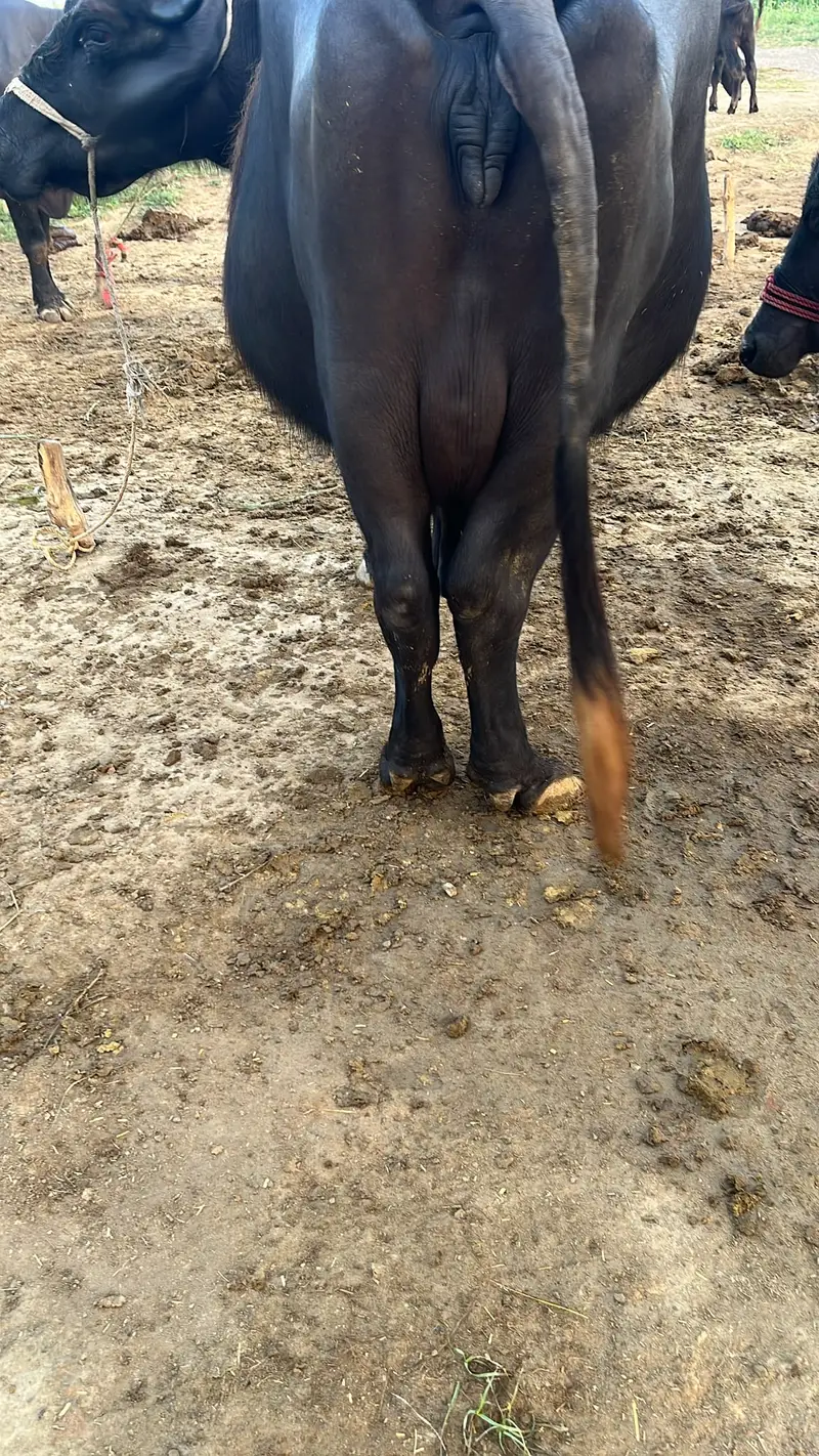 Chocolate Nili Ravi Buffalo available For Sale , 6 Years Old Buffalo — photo 6