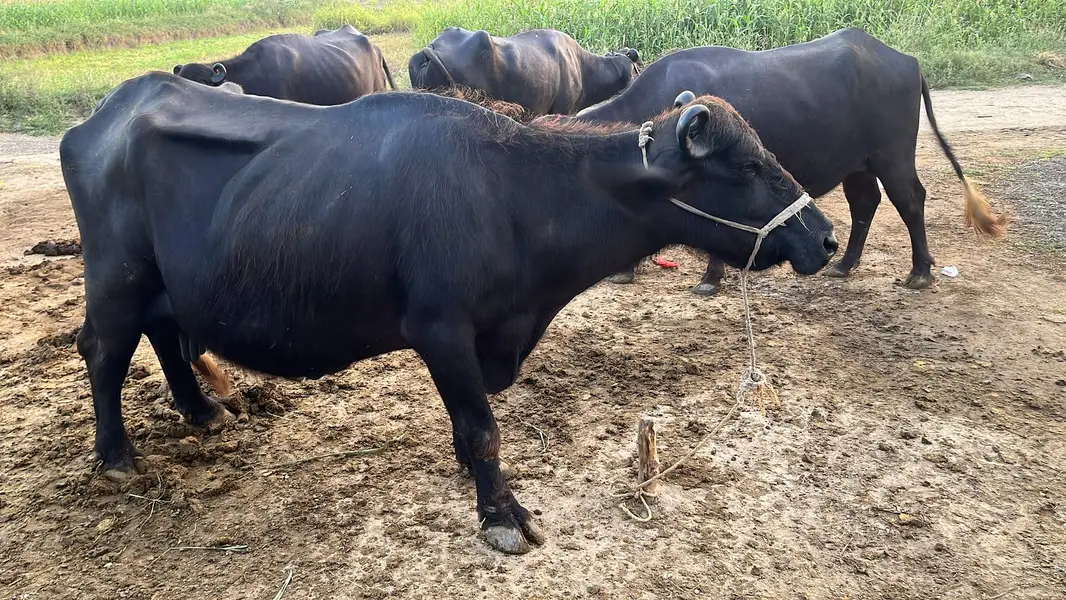 Chocolate Nili Ravi Buffalo available For Sale , 6 Years Old Buffalo — photo 8