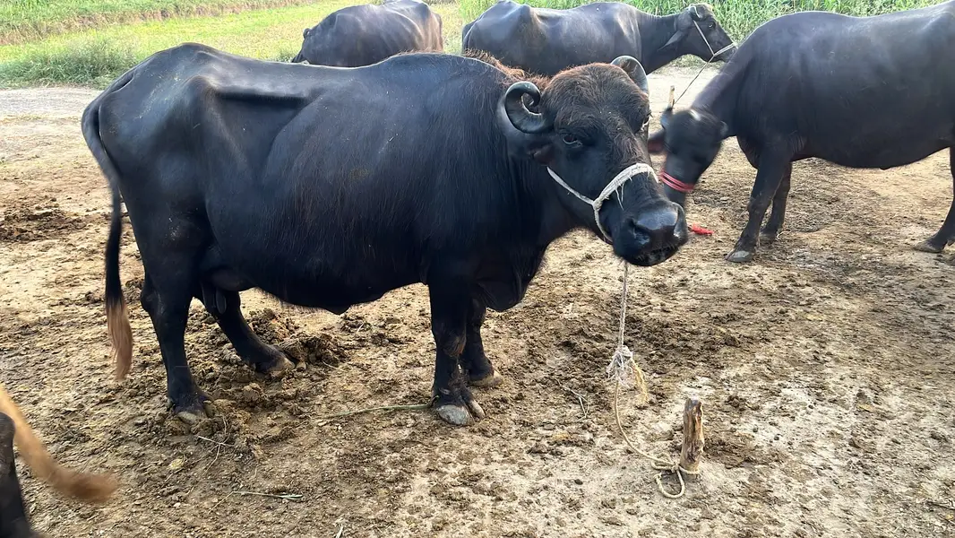 Chocolate Nili Ravi Buffalo available For Sale , 6 Years Old Buffalo — photo 9