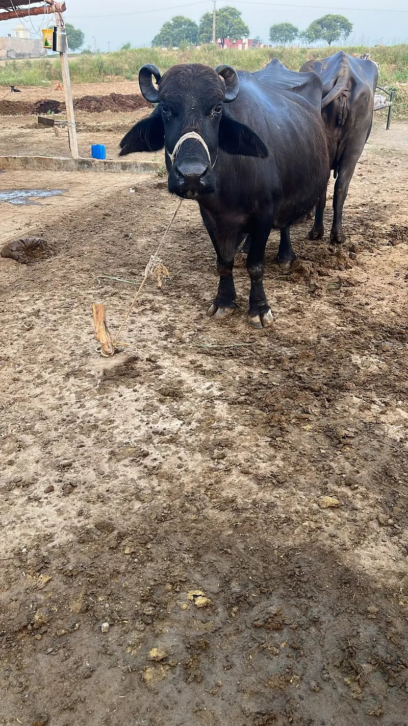 Chocolate Nili Ravi Buffalo available For Sale , 6 Years Old Buffalo — photo 10