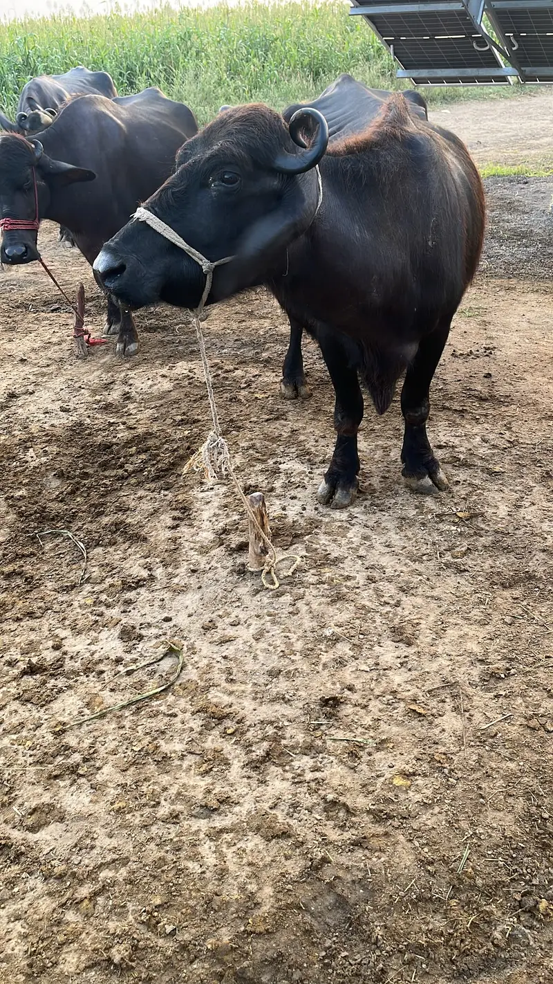 Chocolate Nili Ravi Buffalo available For Sale , 6 Years Old Buffalo — photo 11