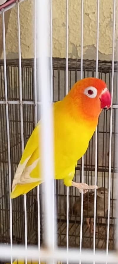 love bird pair