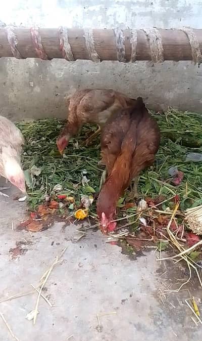 Aseel murgi or patha for sale