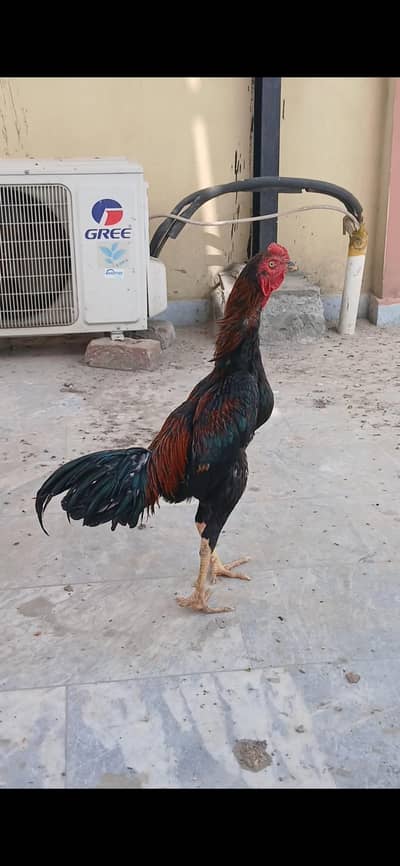 Burmi pakoya burmi zada ha blod is mai
