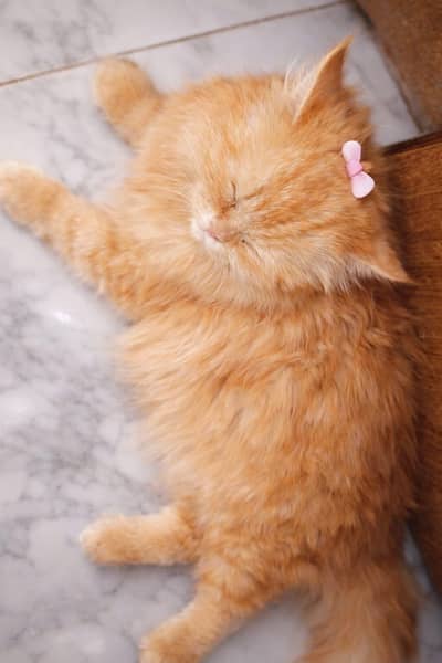Beautiful Cat for Sale – Healthy & Active