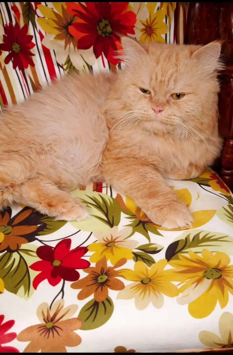 Beautiful Cat for Sale – Healthy & Active — photo 2