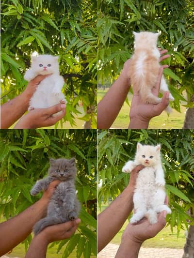 Persian male kitten 03117591648
