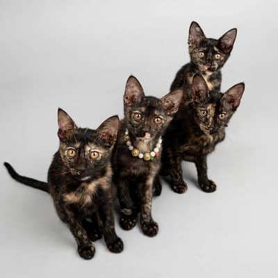 4 Beautiful Black Tortoiseshell Kittens | Desi Breed