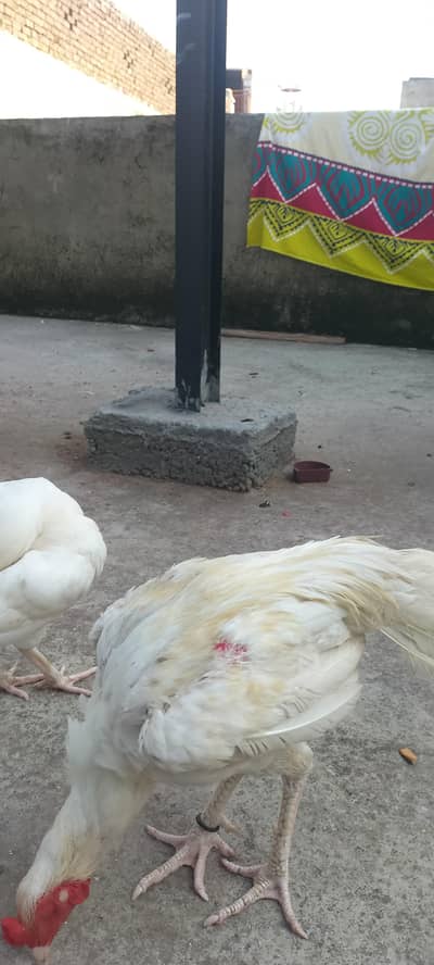 heera aseel for sale