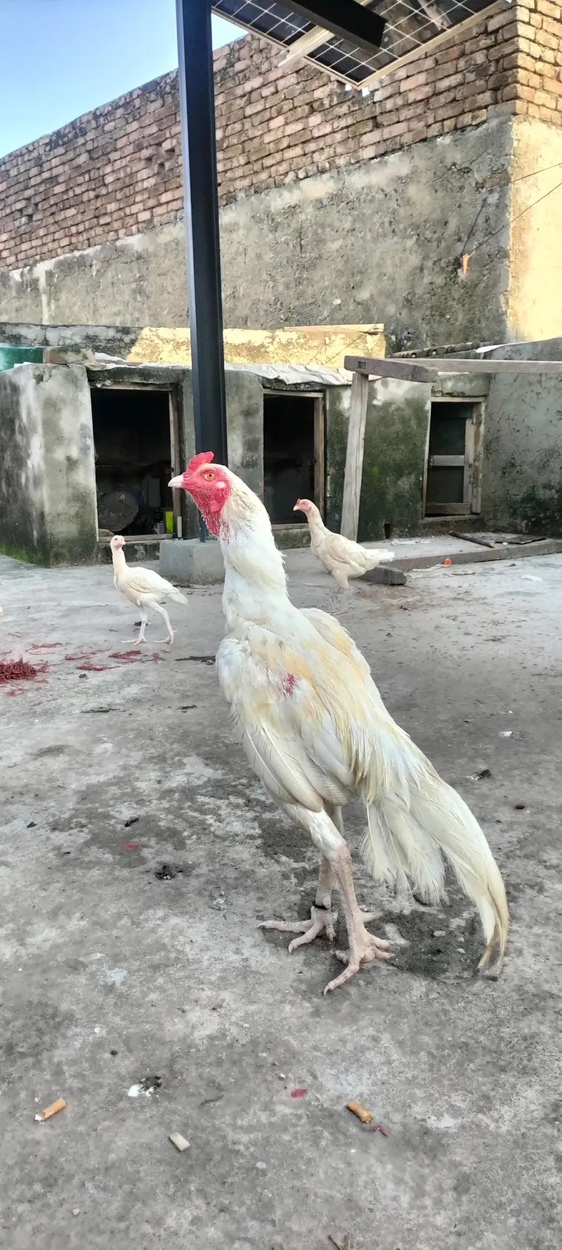 heera aseel for sale — photo 2