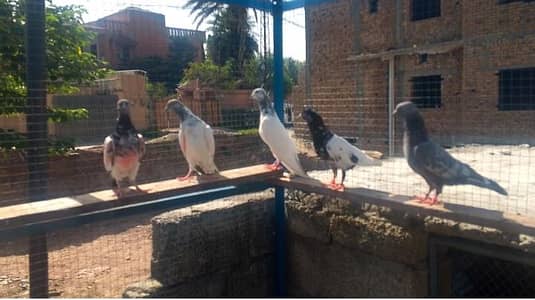 kabutar for sale