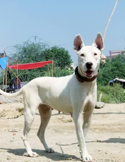 Bully gultair female for sale double body