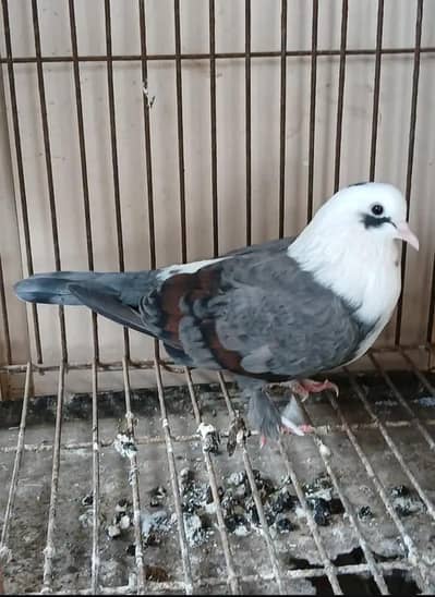 shabz karbalai female