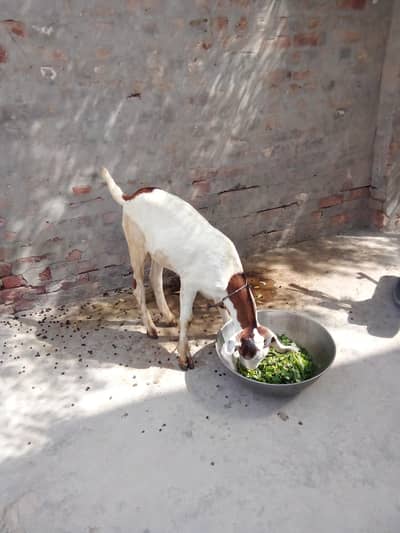 Bakra for sale