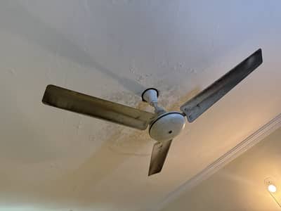 3 fans