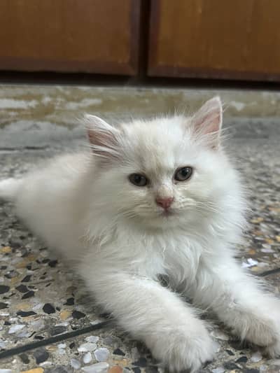 Persian cat male caramel color