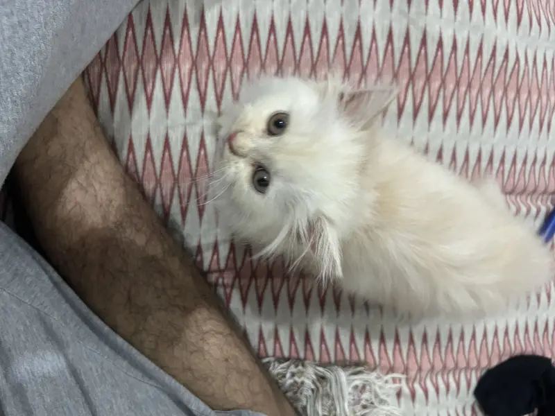 Persian kitten semi punch face — photo 2