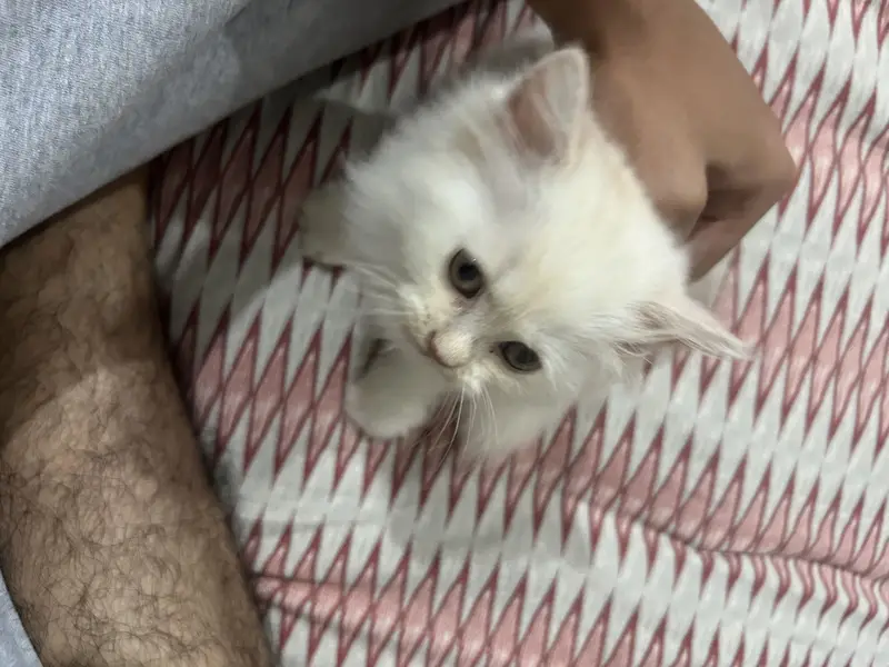 Persian kitten semi punch face — photo 3