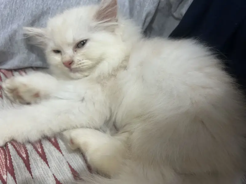 Persian kitten semi punch face — photo 4