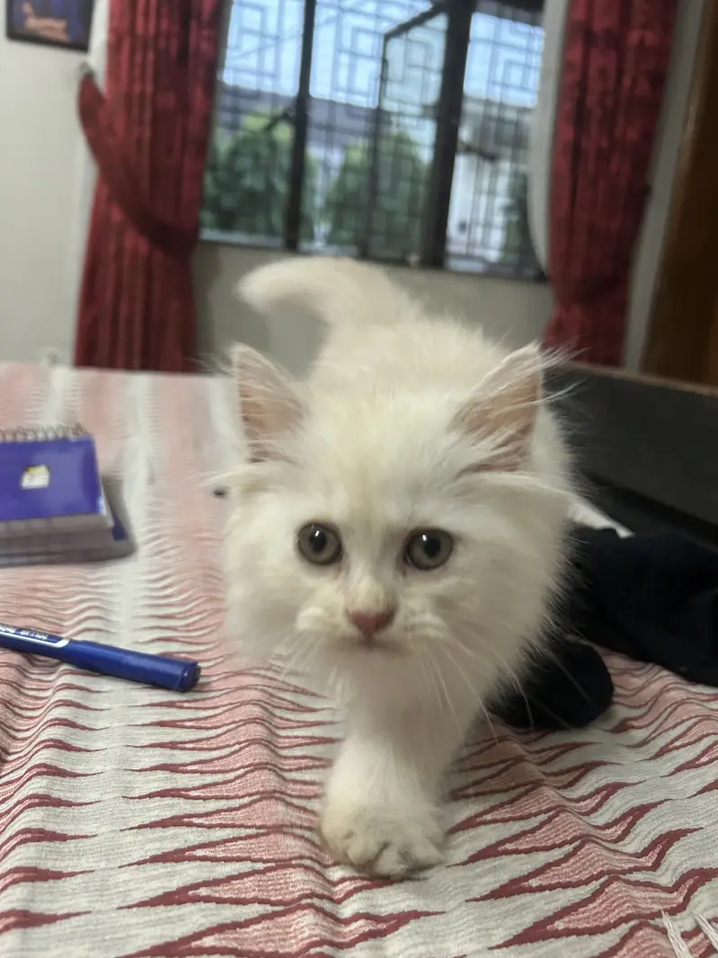 Persian kitten semi punch face — photo 6