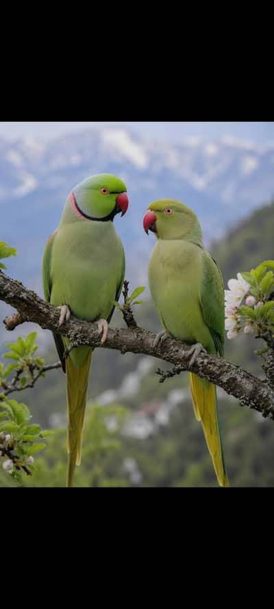parrots for sale 03369510495